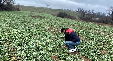 Kofçaz'da Kanola Tarlalarında Saha Denetimi