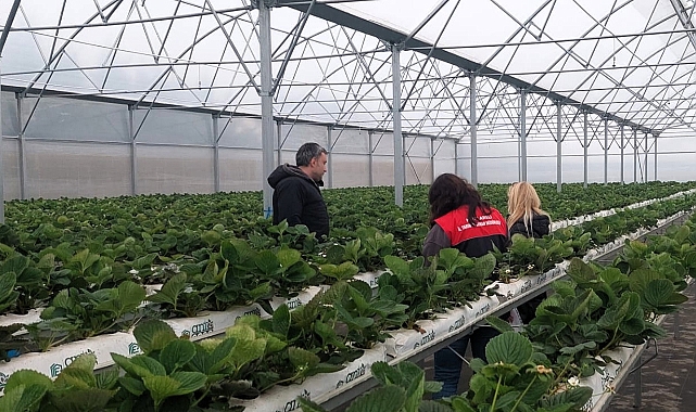 Koyunbaba Köyü'nde Sera Alanlarında Hastalık ve Zararlı Denetimi