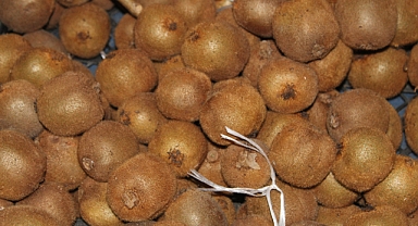 Sağlık Deposu Kivi: Besin Değeri ve Faydalarıyla Öne Çıkıyor