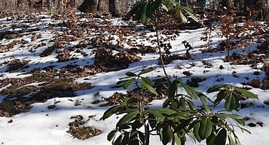 Trakya’da Eksi Derecelerle Birlikte Hafif Kar Yağışı