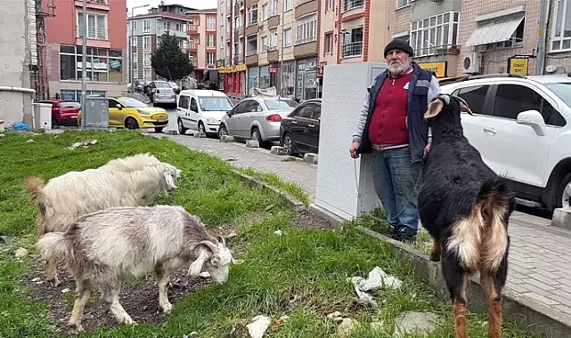 Yürüyüşe beraber çıktığı keçileri, ilçede ilgi odağı oldu