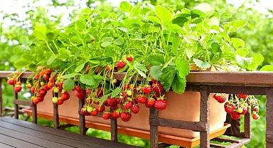 Bahçeniz yoksa üzülmeyin: 4 meyve türü saksıda yetişiyor