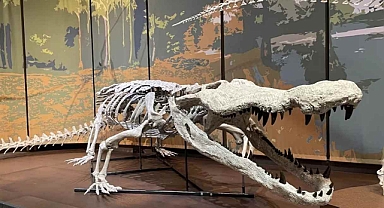 Bilim insanları dinozorları yiyen 9 metrelik bir timsahın kalıntılarını keşfetti