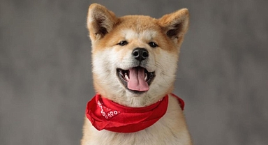 En sadık köpek cinsleri açıklandı