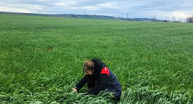 Hububat Tarlalarında Teknik Denetim