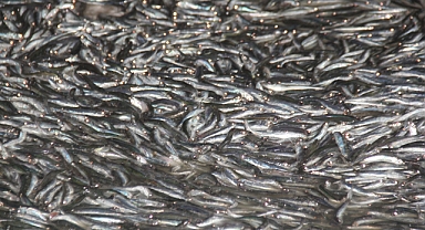 İğneada ve Kıyıköy'de Hamsi Bereketi: 1 Haftada 2 Milyon 988 Bin Kilogram Avlandı