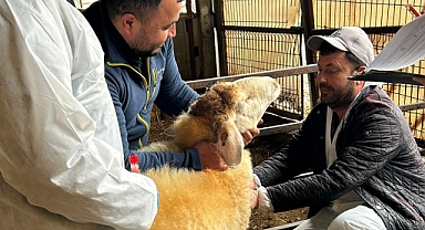 Kayalı Köyü'nde Küçükbaş Hayvancılık İşletmesinde Arilik Çalışması