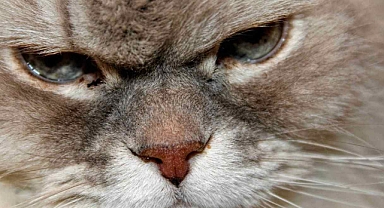 Kedinizi kızdırabilecek 17 günlük hata