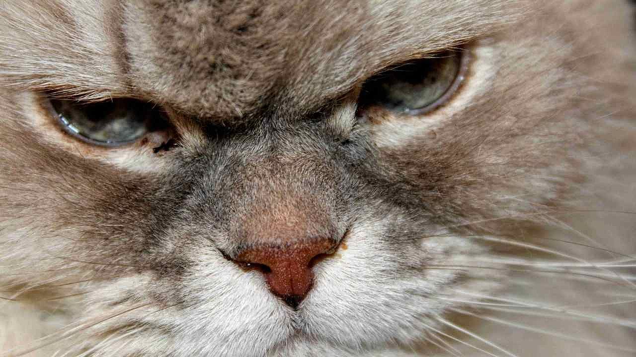 Kedinizi kızdırabilecek 17 günlük hata