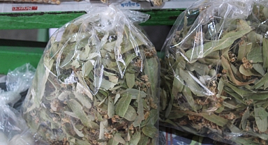 Kırklareli'nde Kar Yağışı Sonrası Gözler Ihlamura Çevrildi