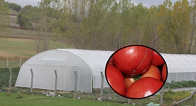 Kırklareli'nde Örtü Altı Domates Üretimine Yüzde 75 Hibe Desteği