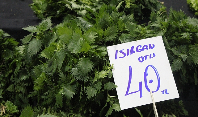 Kırklareli Pazarlarında Isırgan Otu 40 TL’den Tezgâhta