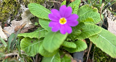 Kış Ortasında Menekşe Sürprizi: Istrancalar'da Mor Şöleni Başladı Mı?