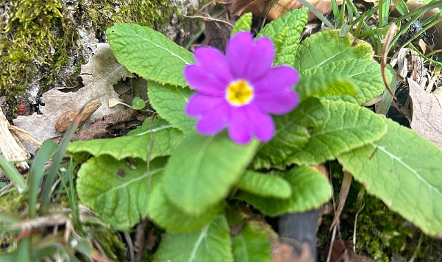 Kış Ortasında Menekşe Sürprizi: Istrancalar'da Mor Şöleni Başladı Mı?