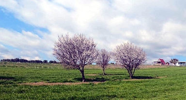 Şarköy'de badem ağaçları çiçek açtı
