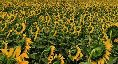 Tarladan Sofraya Zam Sinyali: Tarım-ÜFE Verileri Açıklandı