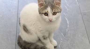 Tekir Kedi Nedir? Irk mı, Tüy Deseni mi?