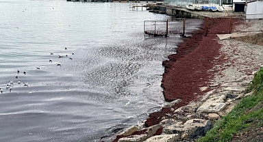 TEKİRDAĞ'da etkili olan poyraz nedeniyle deniz kıyıları, kırmızı yosunlarla kaplandı.