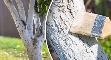 Ağaçları don çatlaklarından koruyan karışım: Kirece eklemeniz yeterli
