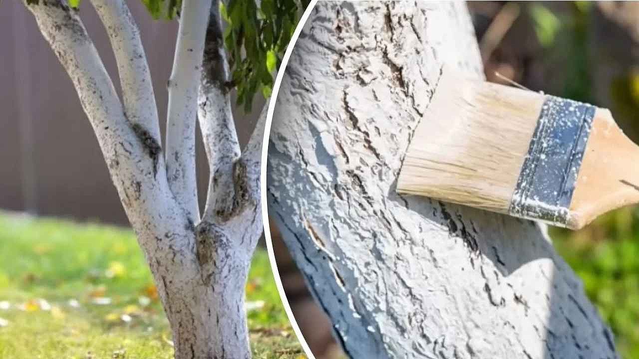 Ağaçları don çatlaklarından koruyan karışım: Kirece eklemeniz yeterli