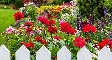 Bahçeye eken pişman oluyor: Uzmanlar 6 çiçek türünü sıraladı