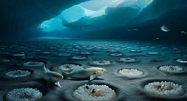 Beklenmedik keşif: Antarktika buzunun altında binlerce balık yuvası bulundu