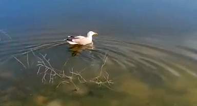 ‘Bulut’ isimli yaralı martı, bakımının ardından doğaya bırakıldı