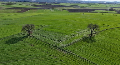 Edirne'de yağışların ardından doğru tarım uygulamalarıyla yüksek rekolte bekleniyor