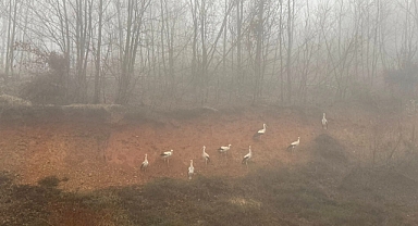 Göç yolundaki leylekler, yoğun sis nedeniyle Kırklareli'nde kara yolu kenarına indi