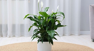 Her evde yetişebiliyor: Evin havasını temizleyip adeta filtreliyor