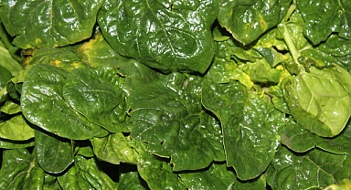 Ispanak Mucizesi: Sağlığa Faydaları Saymakla Bitmiyor