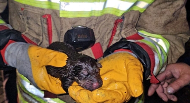 İtfaiye, yangında mahsur kalan yavru köpekleri kurtarmak için seferber oldu