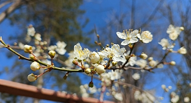 Kırklareli'nde Bahar Coşkusu: Cemre Düşüşünün Ardından Doğa Uyanıyor