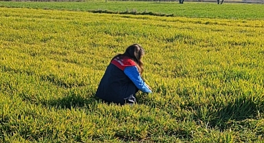 Kırklareli'nde Hububat Tarlaları Mercek Altında