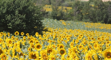 Kırklareli'nde Yüzde 75 Hibeli Tohum Desteği; Son Başvuru 18 Mart