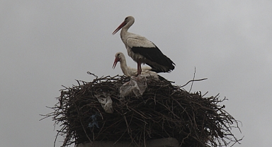 Leylekler Kırklareli’ndeki Boş Yuvaları Canlandırdı