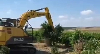 Limon Kararı Gündem Oldu: Yerli Üretici İçin Uyarı Geldi