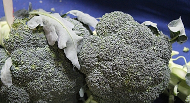 Sağlığın Yeşil Gücü: Brokoli Bağışıklığı Destekliyor, Kalbi Koruyor