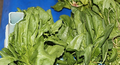 Bağışıklıktan Cilt Sağlığına: Terenin Şaşırtan Etkileri