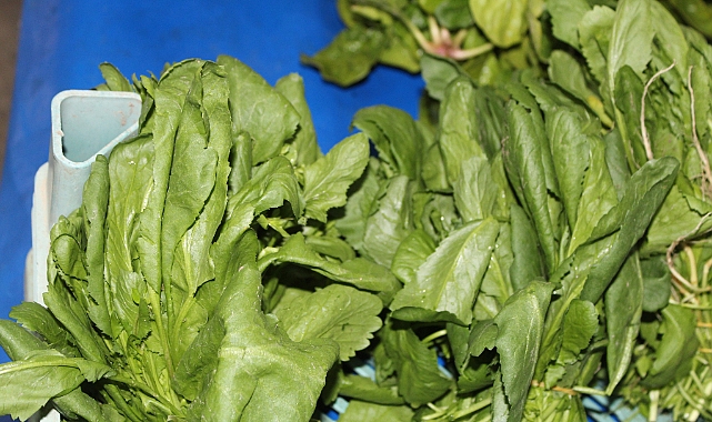 Bağışıklıktan Cilt Sağlığına: Terenin Şaşırtan Etkileri