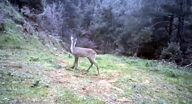 Ganos Dağı'nda karaca ve domuz sürüsü görüntülendi