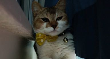 Kediniz Sürekli Uyuyorsa Dikkat