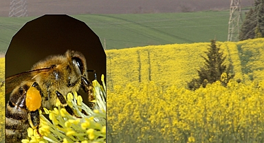 Kırklareli'nde Çiftçilere Önemli Zirai Uyarı