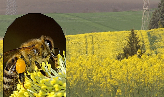 Kırklareli'nde Çiftçilere Önemli Zirai Uyarı
