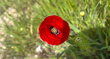 Kırklareli’nde Gelincikler Açmaya Başladı