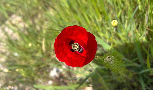 Kırklareli’nde Gelincikler Açmaya Başladı
