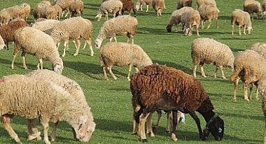 Küçükbaş Hayvancılık İçin 