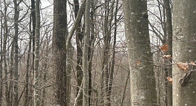 Ormanlar 7/24 Gözetim Altında: Yoğun Koruma Mesaisi