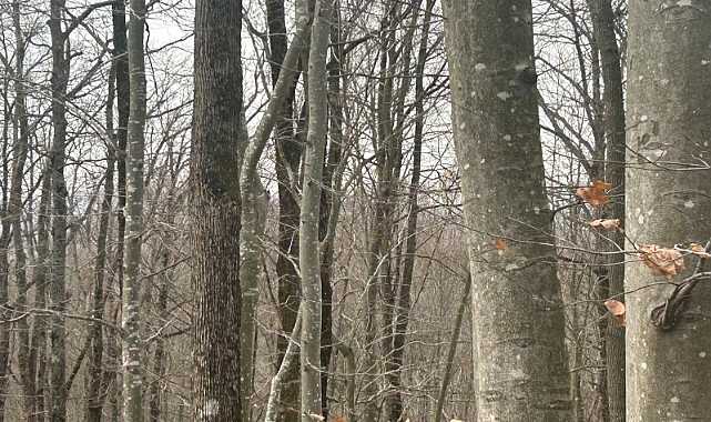 Ormanlar 7/24 Gözetim Altında: Yoğun Koruma Mesaisi