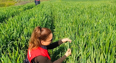 Pehlivanköy'de Süneyle Mücadele Başladı